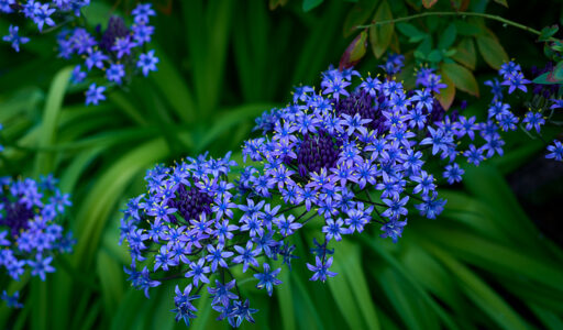 シラー・ペルビアナ/ Scilla peruviana、日本名オオツルボ。
