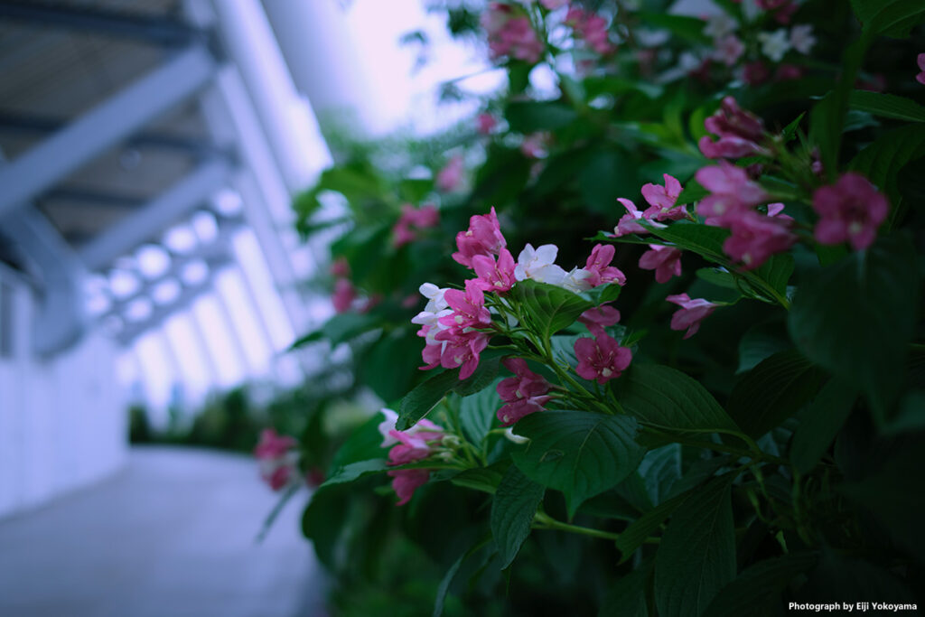 国立競技場。花の名前はわかりませんが、ちょっと綺麗だったので。