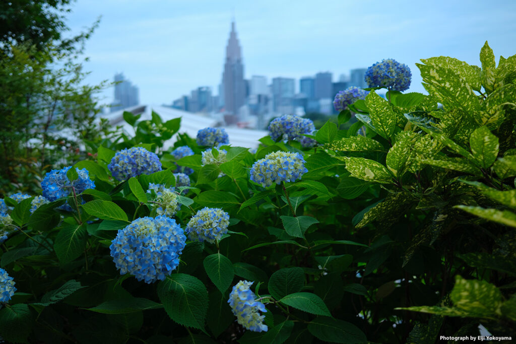 国立競技場最上階にて、紫陽花。バックは代々木のドコモタワーに新宿の超高層ビル群。
