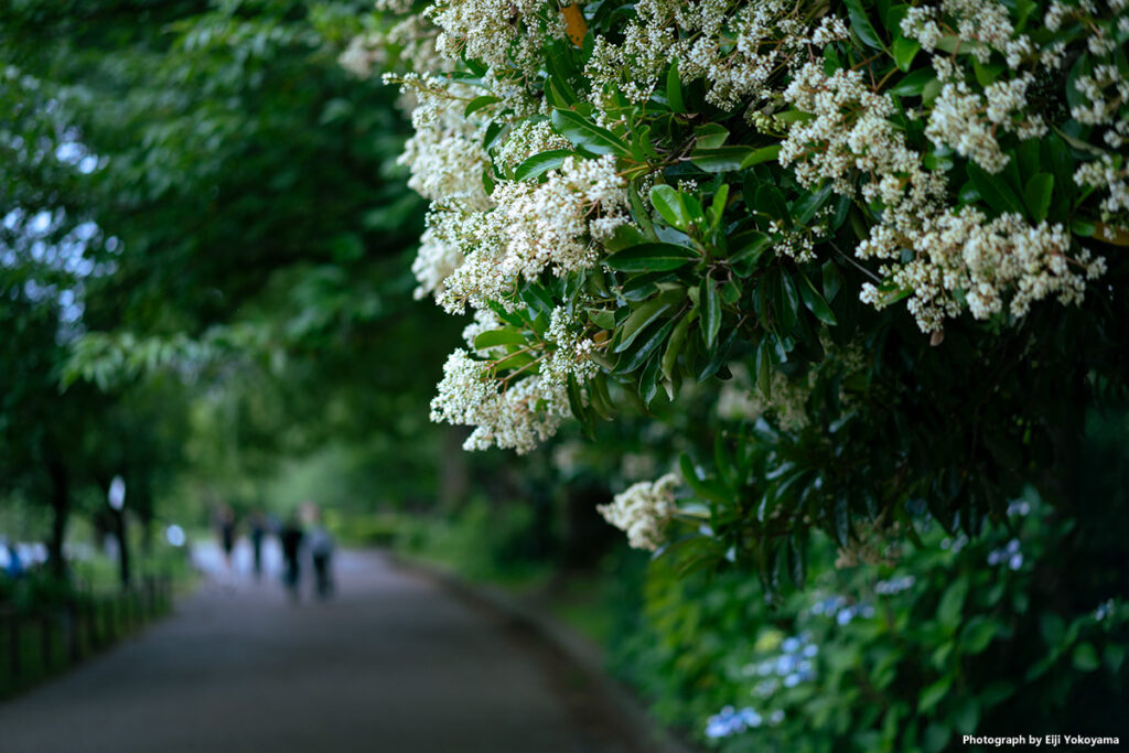 不忍池、遊歩道脇。この花の名前は、、わかりません。