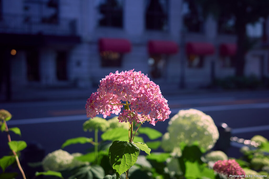 道路沿いの紫陽花。バックはホテルニューグランド。
