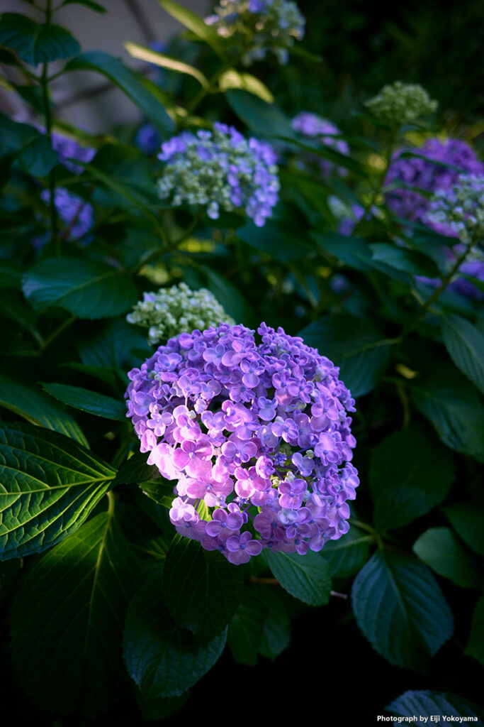 山下公園の紫陽花。スポットライトのようにいい感じで陽が射していたので。