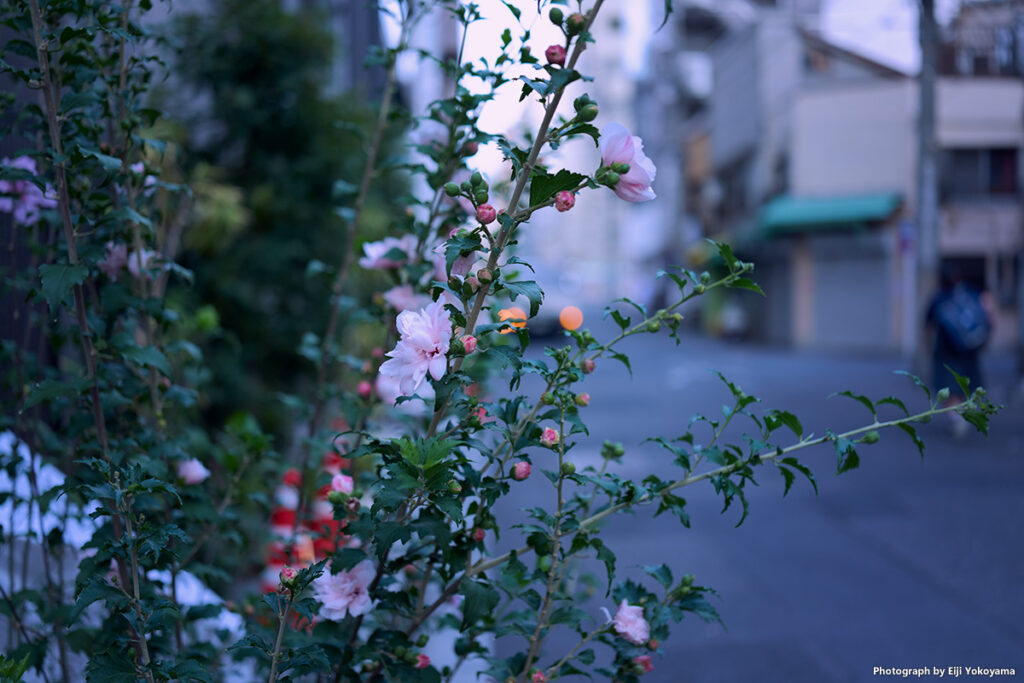 築地場外市場、路傍の花。Q3 43 の43mmアポズミ、綺麗なボケです。