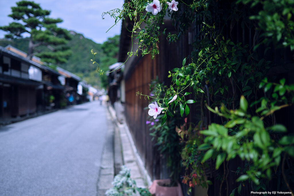 路傍の花。朝顔、だと思います。