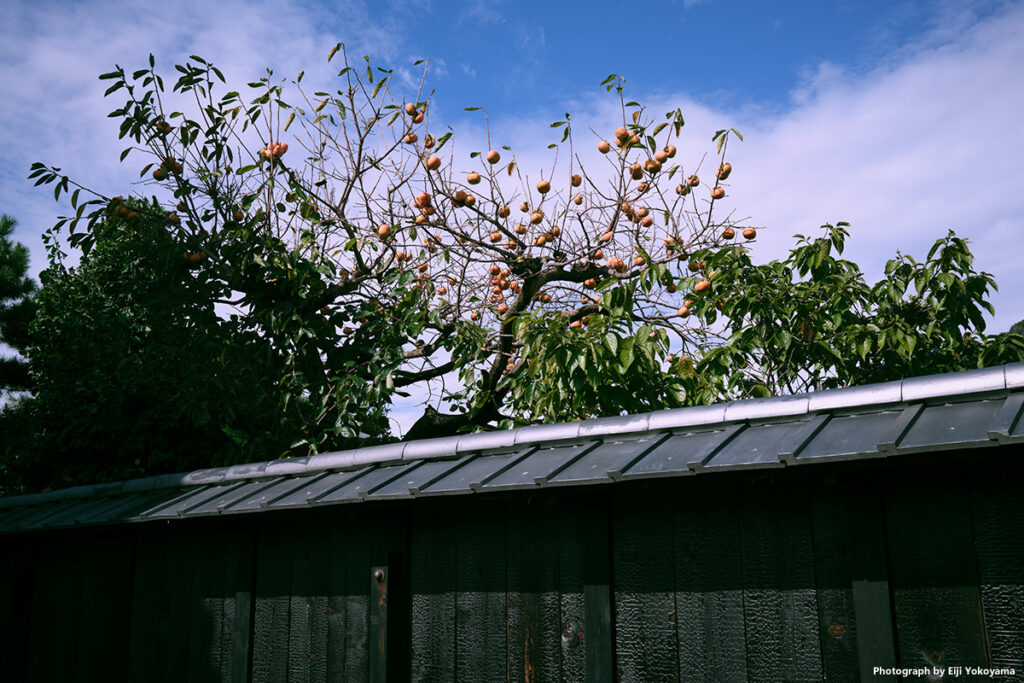 黒塀に柿。こういう風景、好きです。