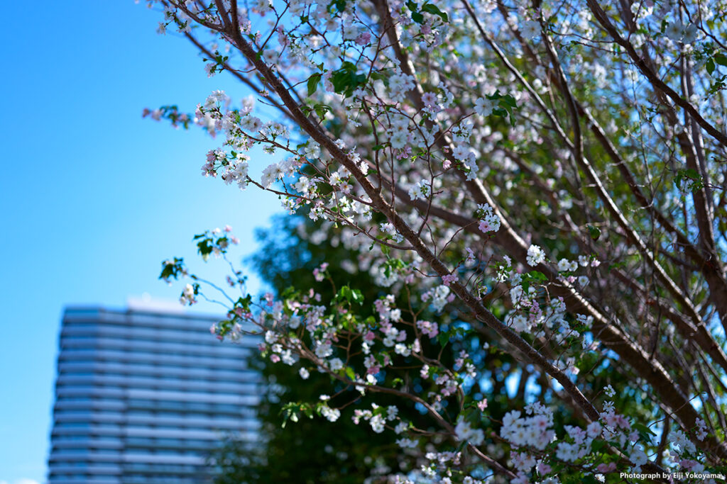 国立競技場。十月桜？、ほぼ満開でした。