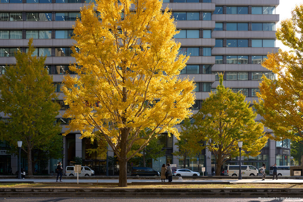 丸の内、行幸通りの黄葉 Leica Q3 43