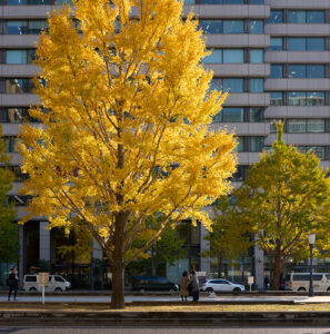 丸の内、行幸通り黄葉2025 Leica Q3 43で