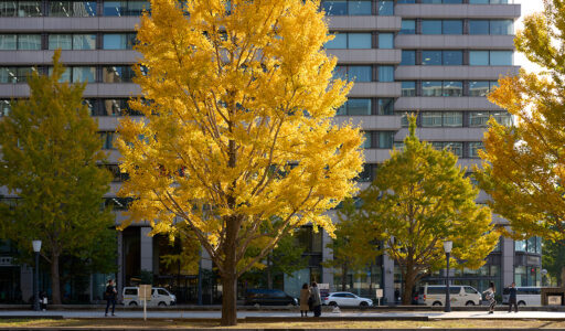 丸の内、行幸通りの黄葉 Leica Q3 43