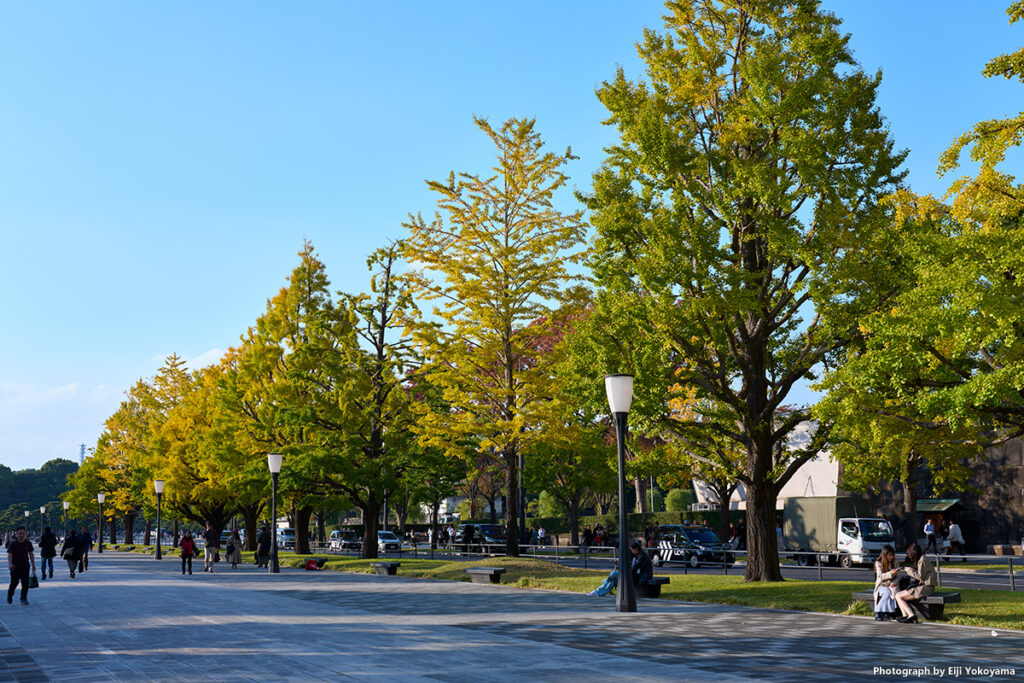 黄色と緑が混ざってる部分が多く、全体的に黄緑の感じです。