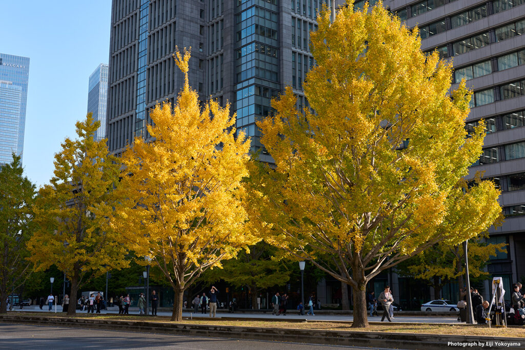 こちらはかなり黄葉。