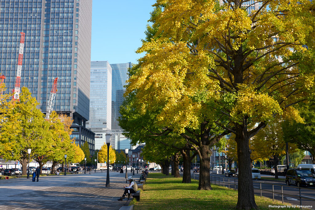 所々に黄葉が綺麗な部分が。写真奥が東京駅。