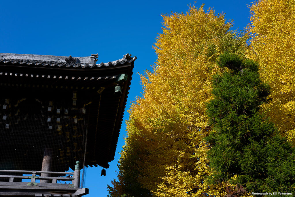 銀杏黄葉と大鐘楼。
