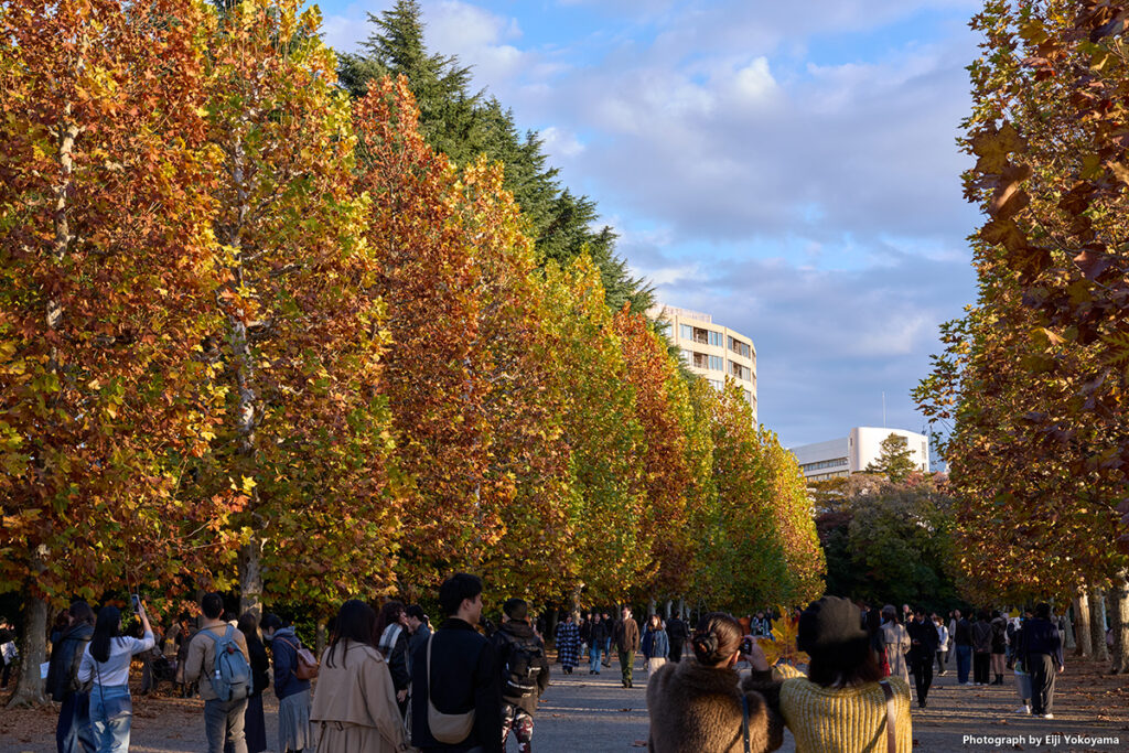 新宿御苑、プラタナス並木。Leica Q3 43