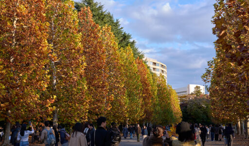 新宿御苑、プラタナス並木。Leica Q3 43