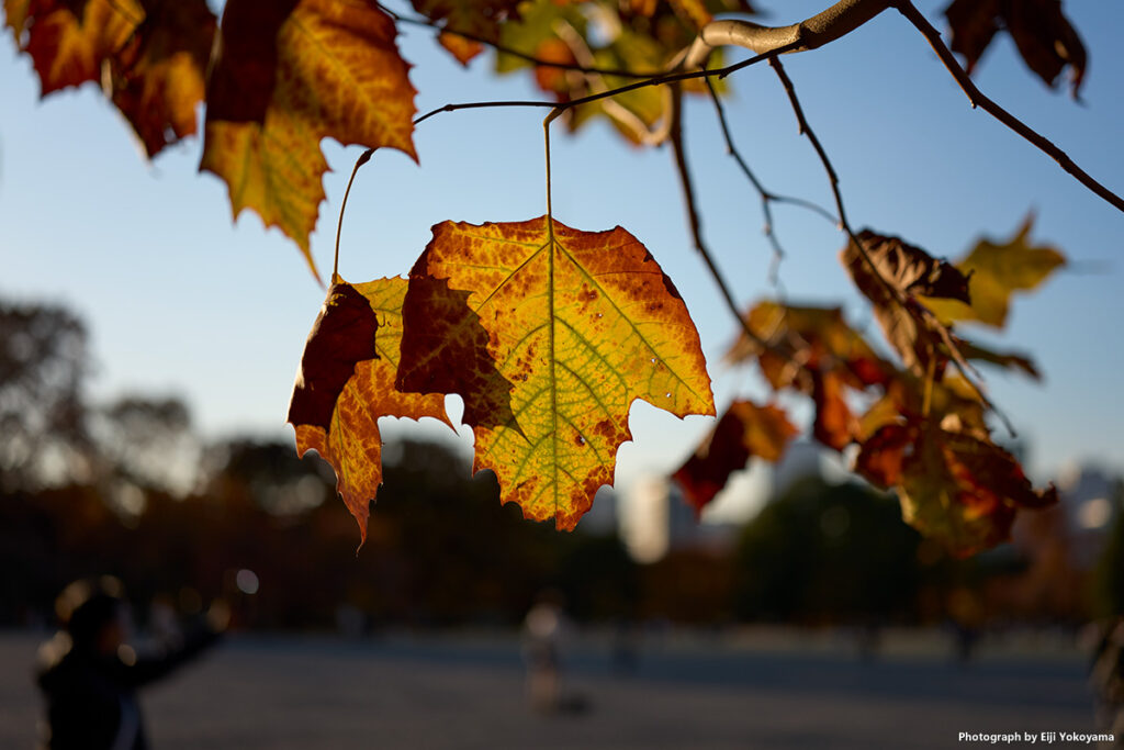 プラタナスの紅葉