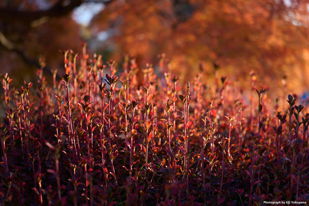 何の紅葉かわかりませんが、綺麗だったので。