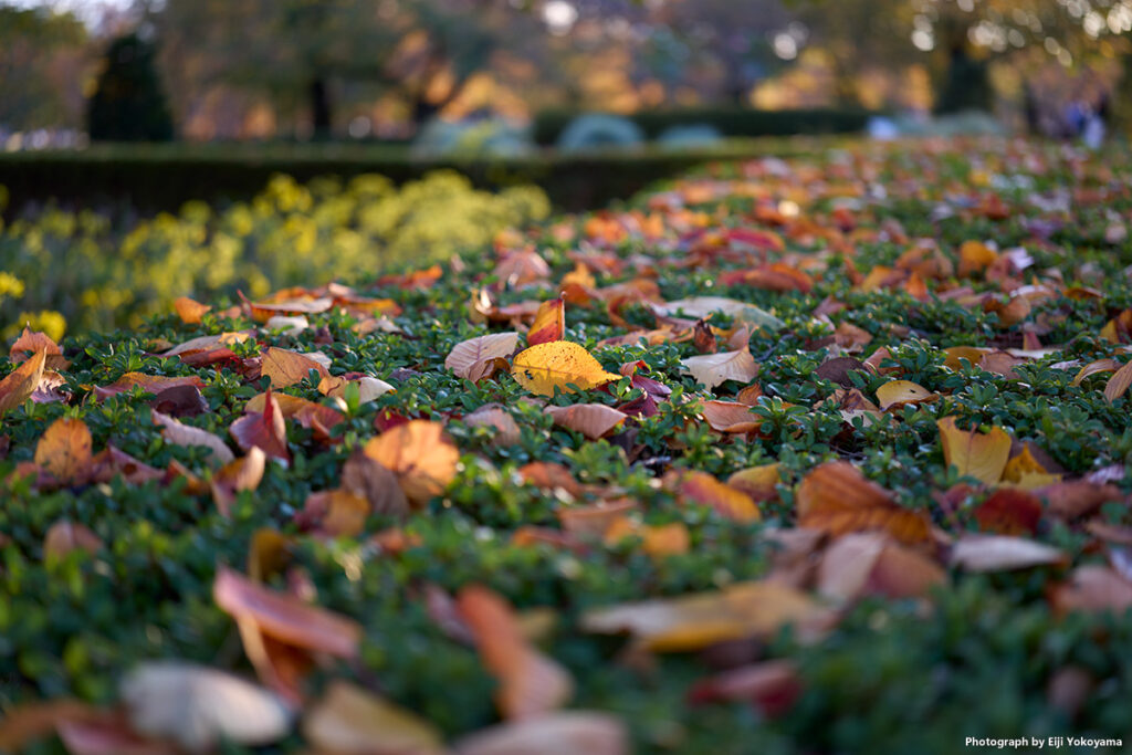 毎度、黄色い落ち葉があるとなぜか撮ってしまいます。