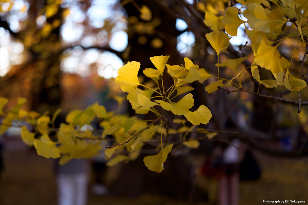 銀杏もほぼ全て綺麗に黄葉していました。