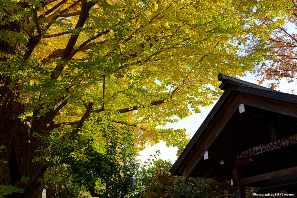 こちらは新宿御苑に行く途中で寄った鳩森八幡神社 、大銀杏。見事な黄葉でした。