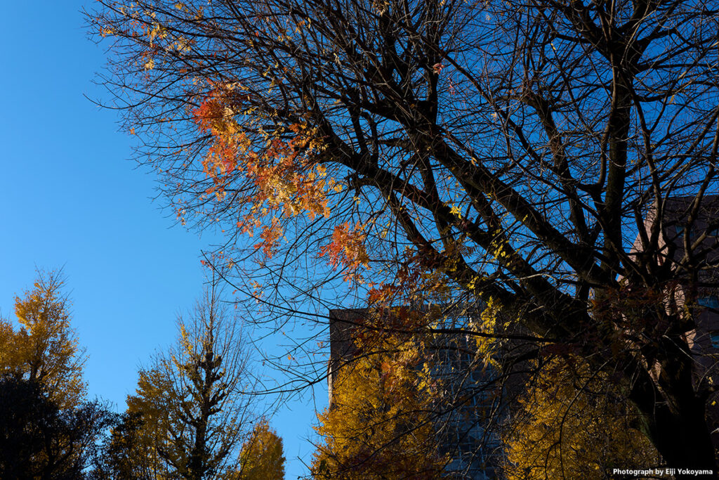 湯島聖堂、紅葉の残り。Leica Q3 43