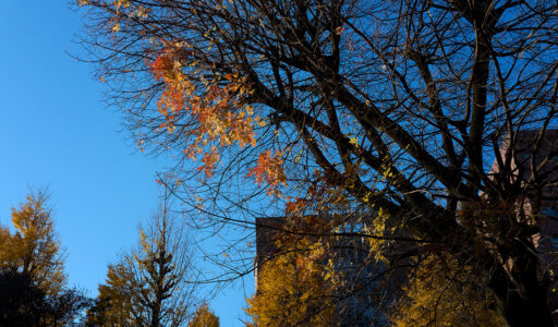 湯島聖堂、紅葉の残り。Leica Q3 43