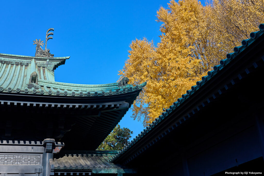 湯島聖堂と大銀杏黄葉。毎度の写真です。