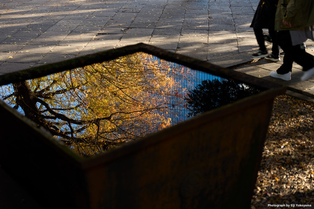 湯島聖堂。黄葉、映る。