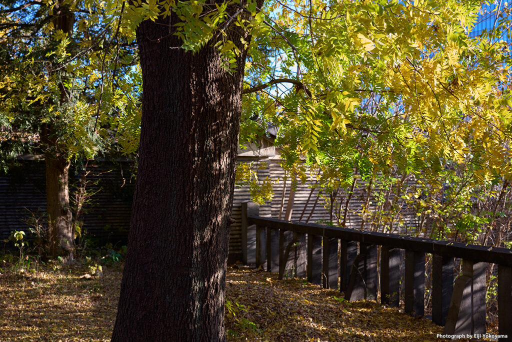 湯島聖堂、木の種類はわかりませんが、こちらも黄葉です。
