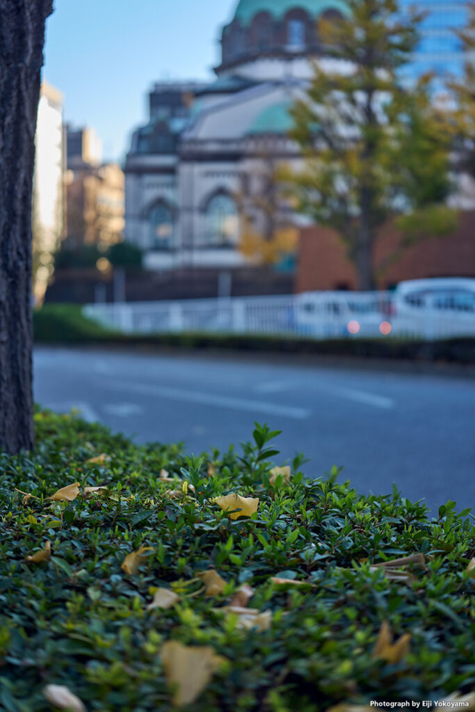 お茶の水、垣根の落葉。バックにニコライ堂。