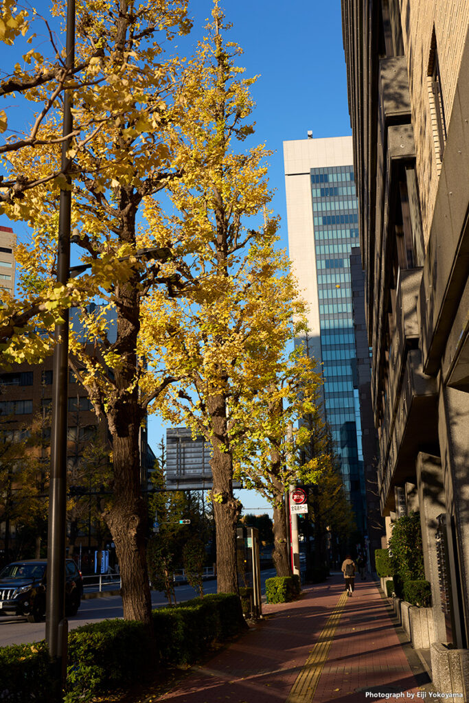 お茶の水、銀杏黄葉。