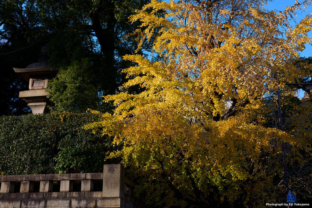 靖国神社。灯篭と早稲田通りの銀杏黄葉。