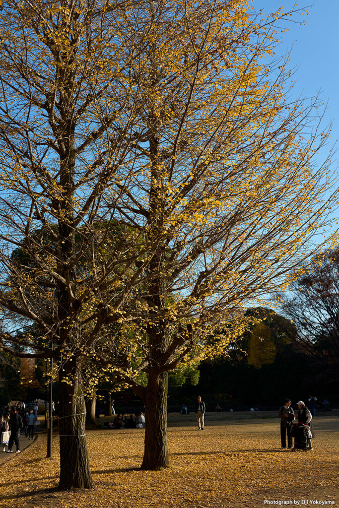 北の丸公園。銀杏と落葉。