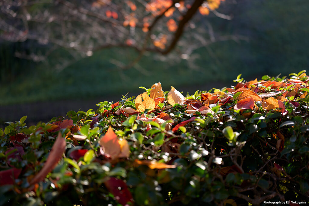北の丸公園、お堀外の垣根にて。落葉紅葉。