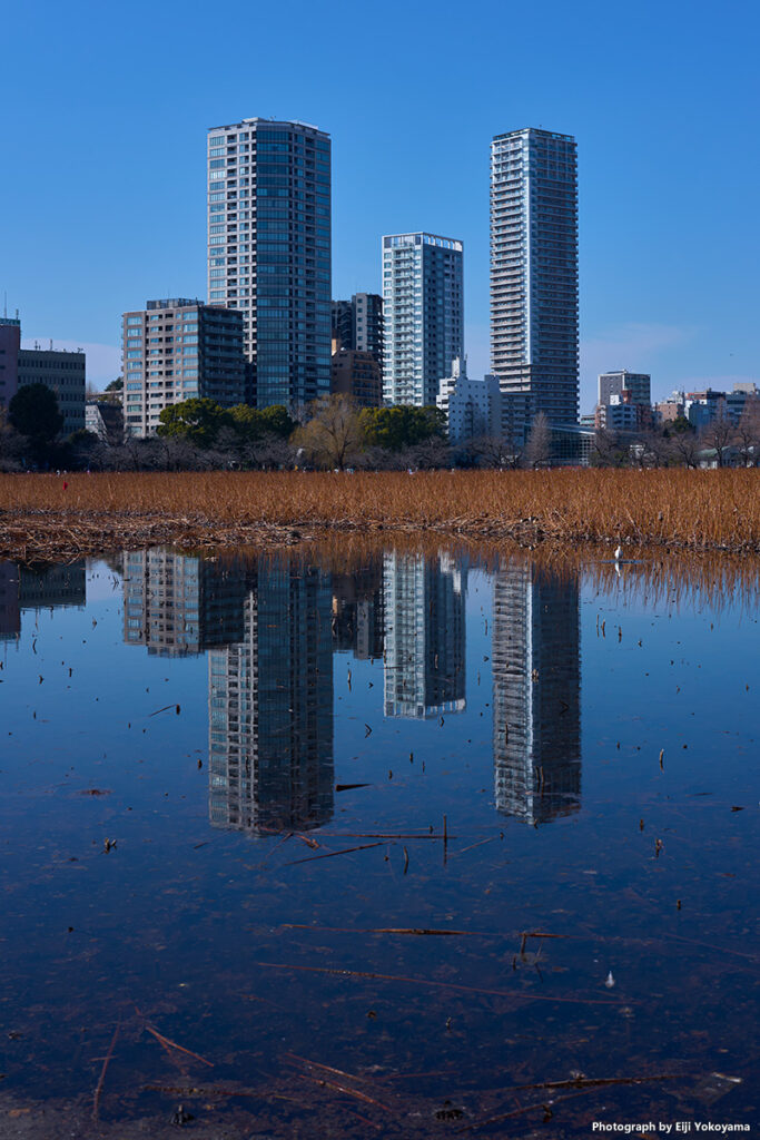 不忍池と上野タワマン群。