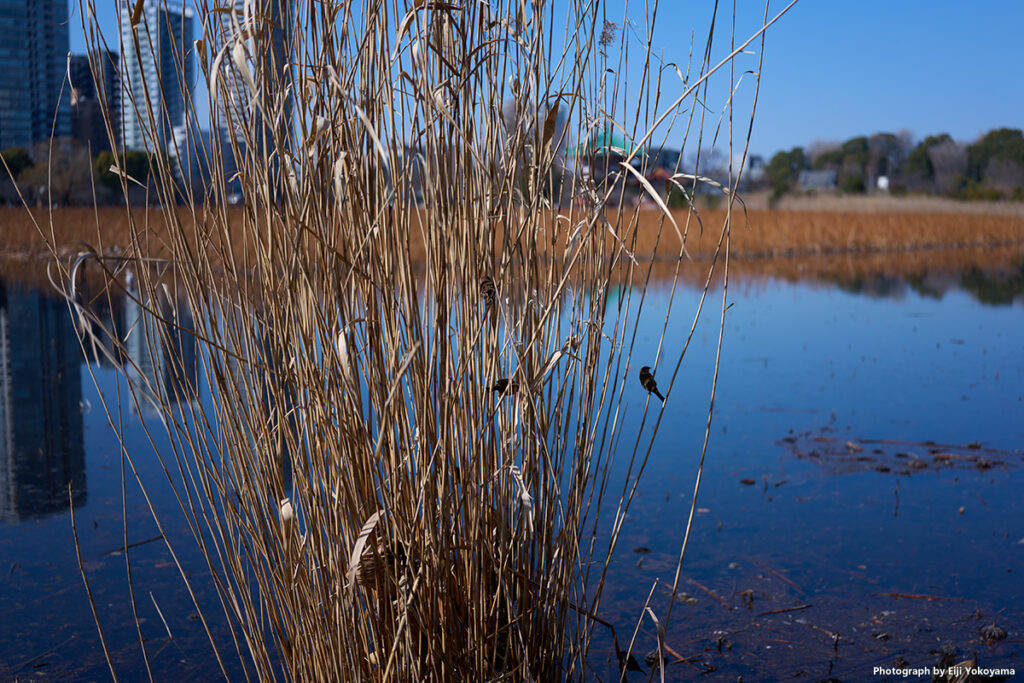 不忍池、葦に雀。