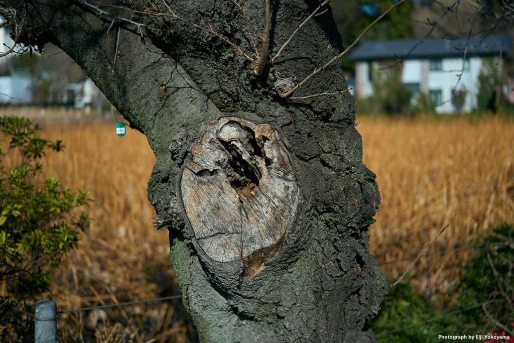 不忍池。妙に渋い樹だった、、、というより、アポズミ43mmの立体感!