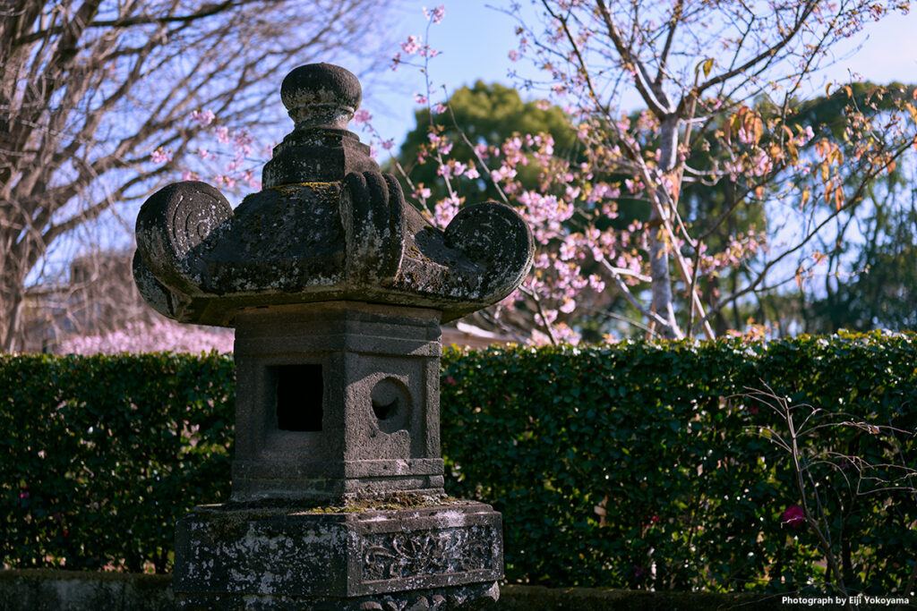 上野東照宮。灯篭に寒桜。