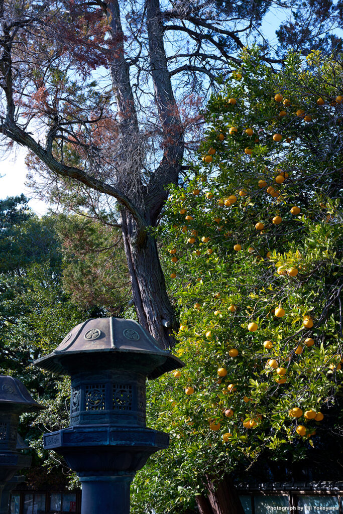 上野東照宮。銅燈籠に夏みかん。