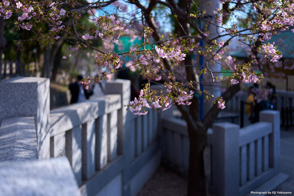 寒桜、咲き始め。