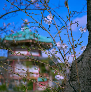 上野から御徒町、桜とか。α7CR に FE 40mm F2.5 G で