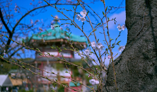 不忍池辯天堂に桜。SONY α7CR, FE 40mm F2.5 G