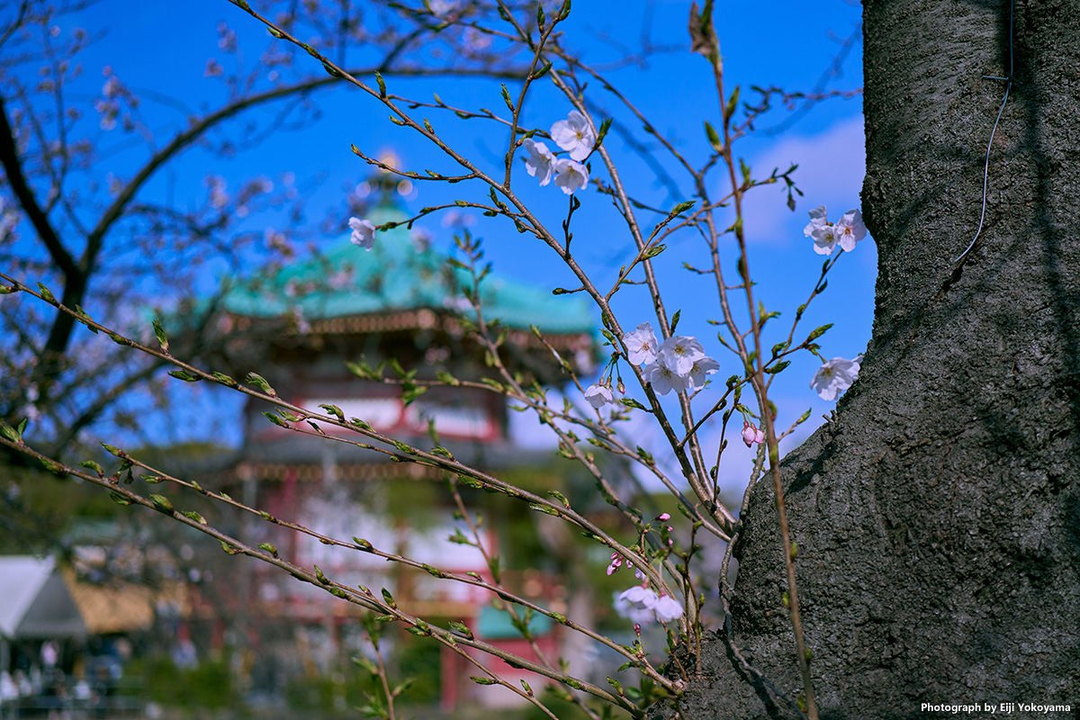 上野から御徒町、桜とか。α7CR に FE 40mm F2.5 G で