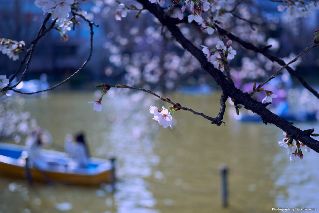 不忍池。桜、少し。