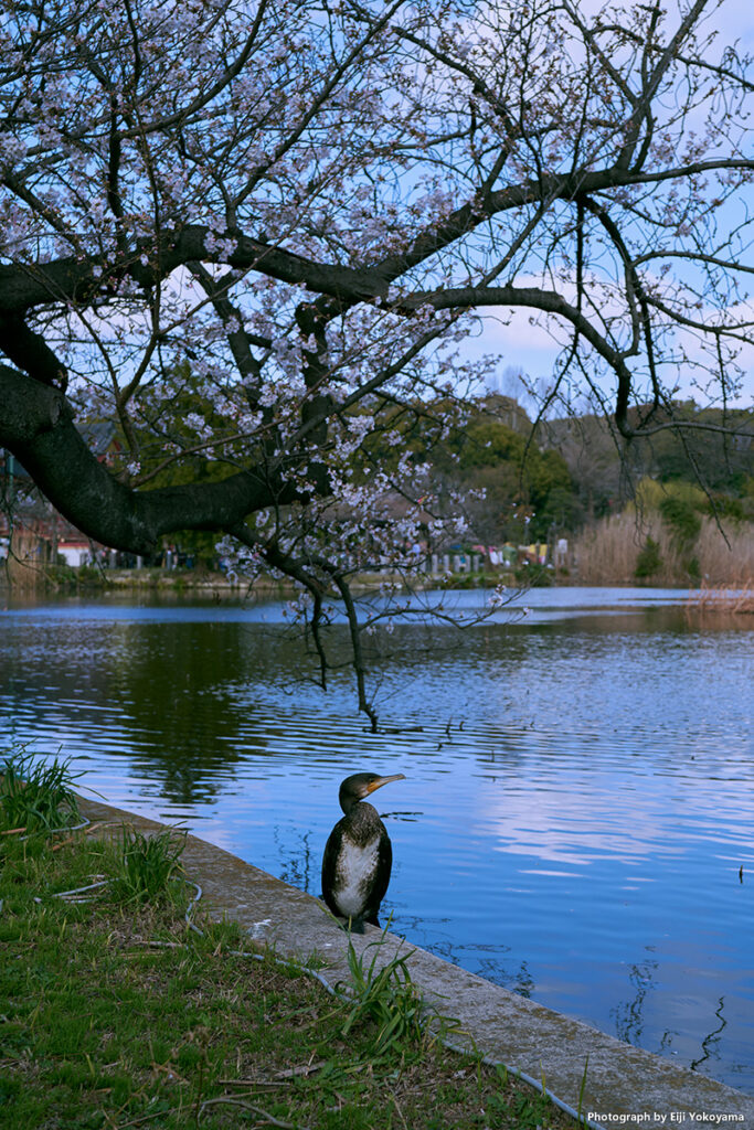こちらも、不忍池。鵜がポーズをとっていてくれたので。