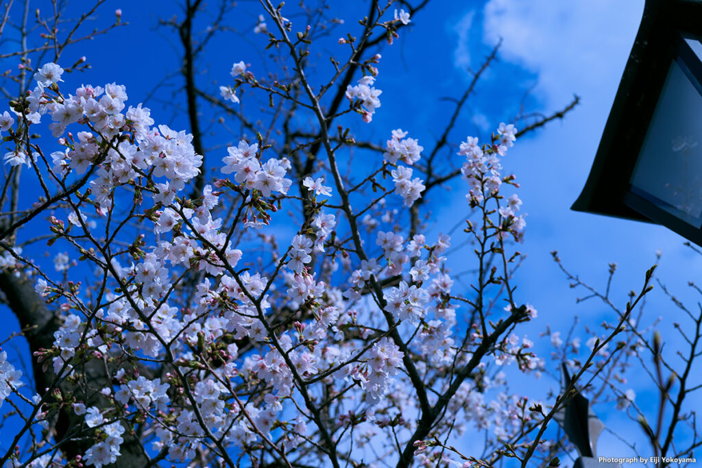 こちらも、不忍池にて。けっこう咲いている、桜。