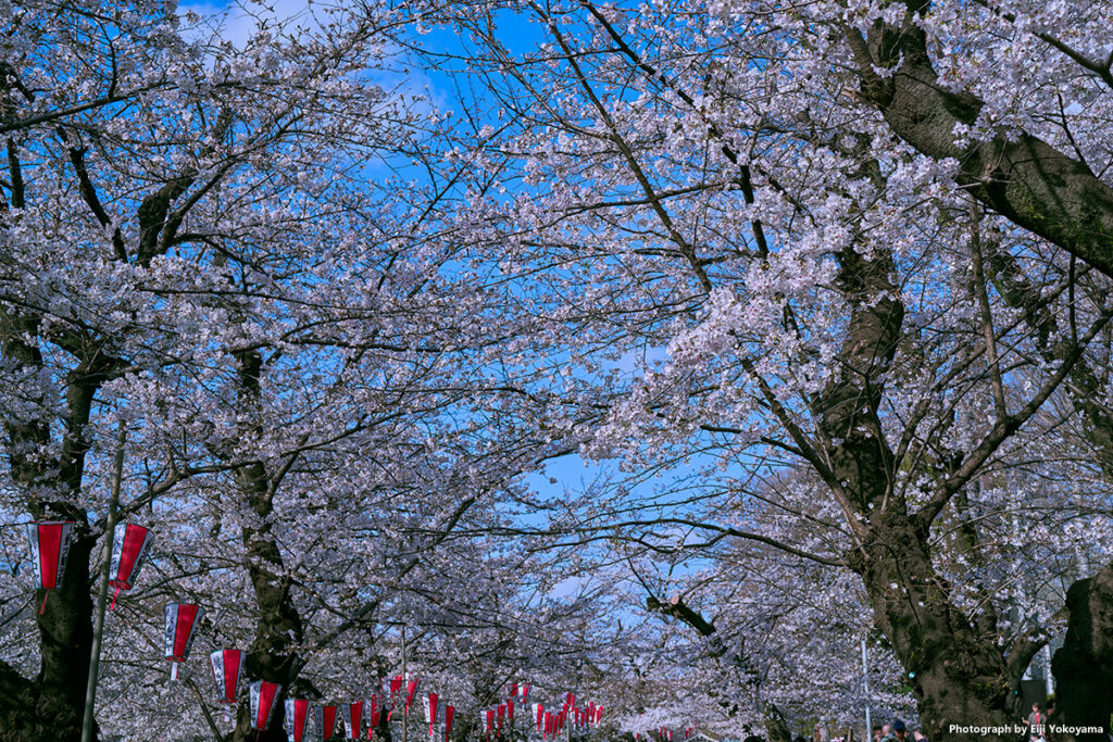 桜どおりの桜。さすがにここが一番の開花、全体的に八分咲きの感じです。