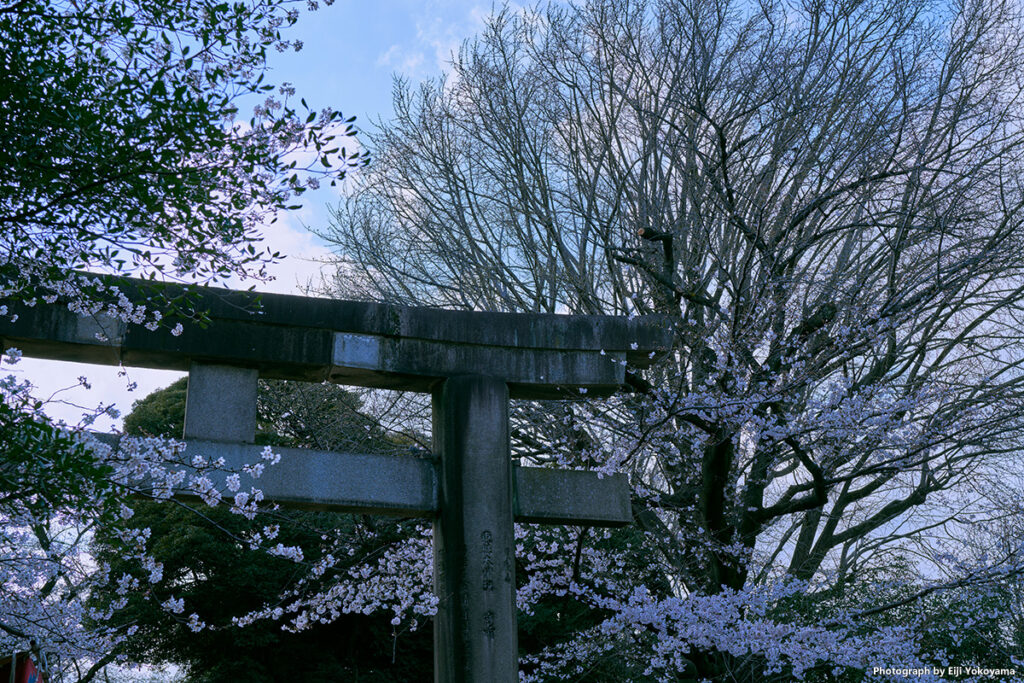 上野東照宮、鳥居あたりの桜。