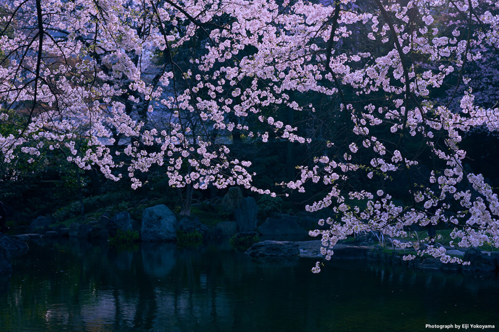 靖国神社・桜 Leica Q3 43