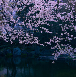 靖国神社・桜 Leica Q3 43で